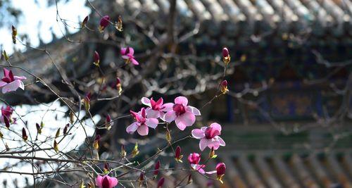 玉兰花种植全攻略（从选址到养护，轻松打造玉兰花园）