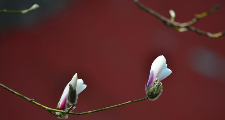 玉兰花种植全攻略（从选址到养护，轻松打造玉兰花园）