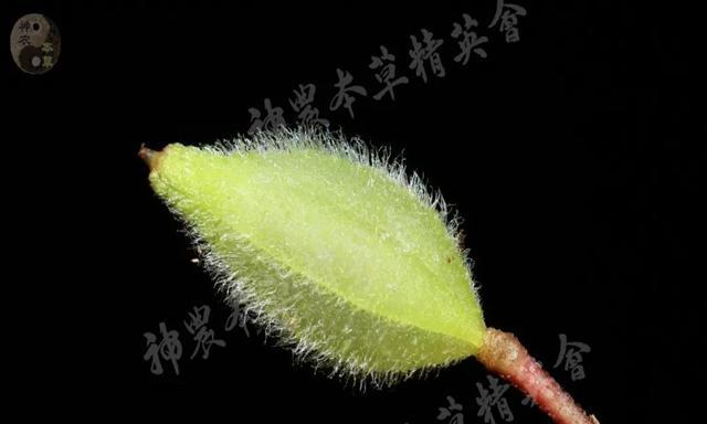 探秘凤仙花果实的奇妙变化（从绿色到红色，凤仙花果实的惊人转变）