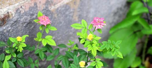 如何养好月季花（月季花的八大养护技巧）