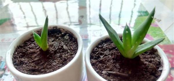 芦荟叶插，简单有趣的绿植繁殖方法（教你如何利用芦荟叶插法快速繁殖属于自己的芦荟植物）