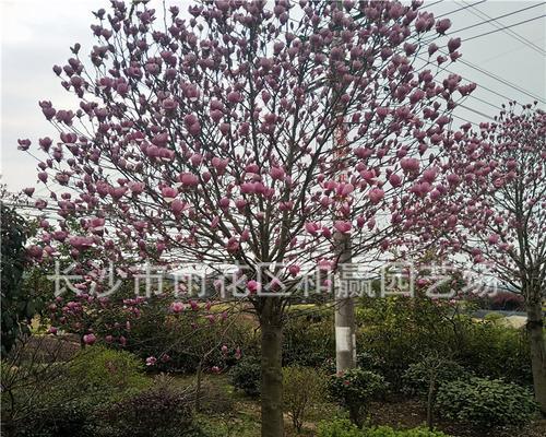 广玉兰树的种植方法（如何栽培健康美丽的广玉兰树？）