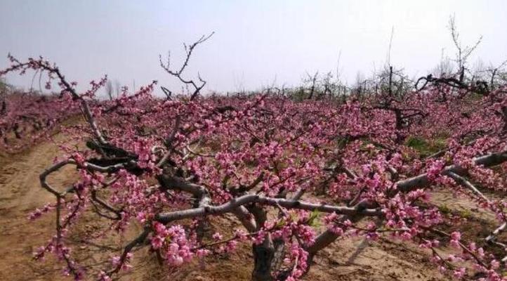 如何选择最佳种植时间？——关于桃树的种植时间选择（从春季到冬季，桃树的最佳种植时间全解析）