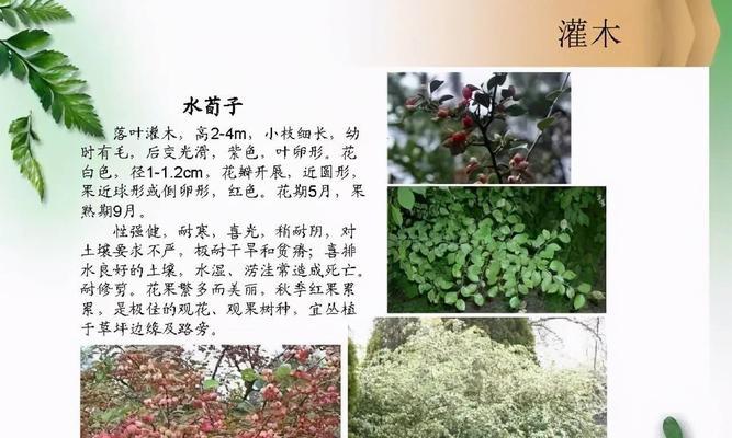 小灌木植物——野外美景的小巧珍品（探秘野外小灌木植物的丰富魅力）