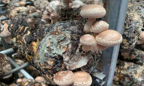 从零开始，轻松种植香菇！（种植方法、条件及技巧，走进香菇的世界。）