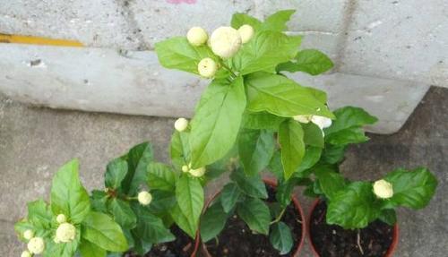 如何养护茉莉花（浇水是关键！茉莉花养殖技巧大揭秘）