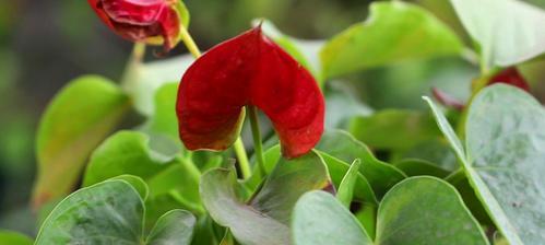 夏天红掌叶子发黄的原因及处理方法（健康成长的关键在于细节把控）