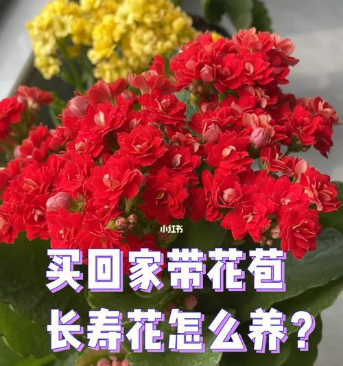 如何正确养护长寿花？（长寿花养护，从浇水到施肥全面指导）