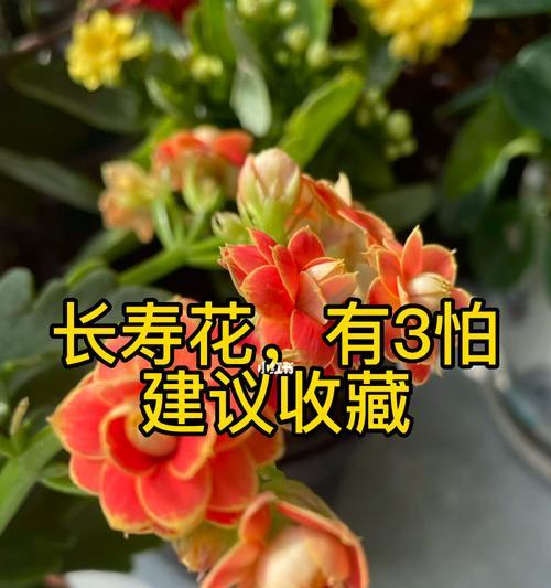 如何正确养护长寿花？（长寿花养护，从浇水到施肥全面指导）