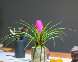 如何养殖健康美丽的凤梨兰花（从选购到养护，一步步教你打造热带风情的家居盆景）