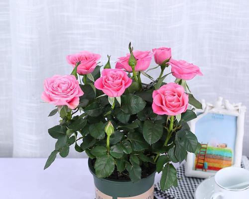 家庭养护盆栽玫瑰花的全指南（打造居家美景，提升生活质量）