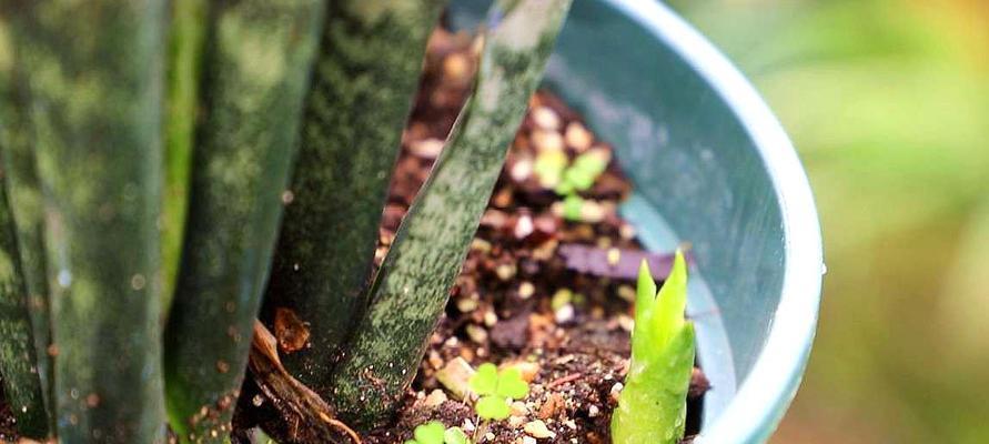 虎皮兰花的养殖技巧（打造绿色居家环境，轻松养殖虎皮兰花）