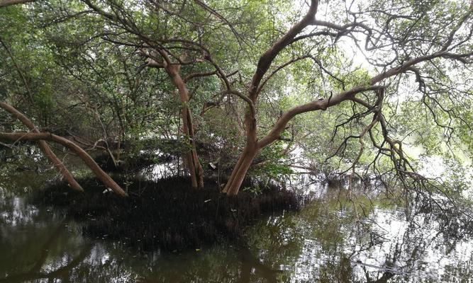 不怕水淹的果树，轻松应对水涝灾害（挑战洪水，果实丰收；水淹不倒，结果甜美。）