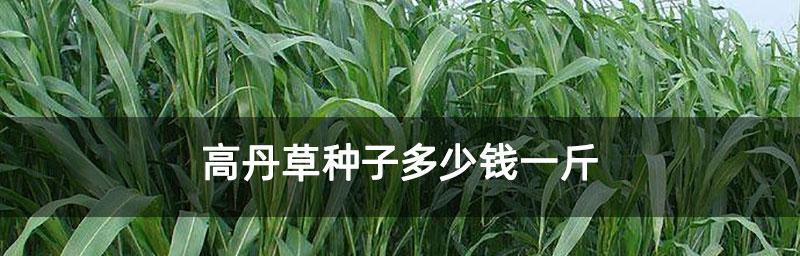 高丹草种植全攻略（打造高产高效的高丹草种植园）