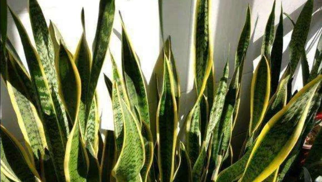 冬季室内植物养护指南（让你的绿色生命在寒冷冬季绽放）
