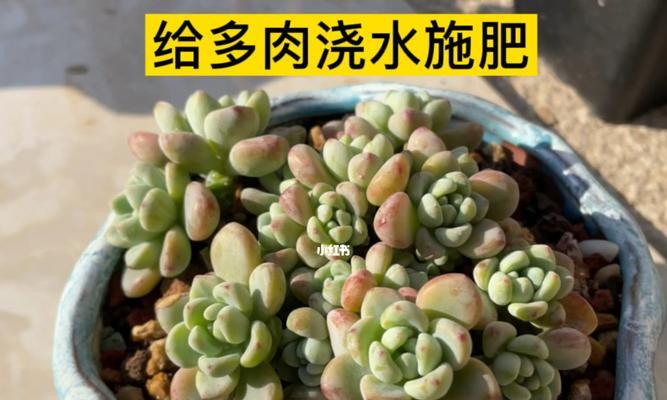 多肉植物养护指南（浇水、施肥、修剪，如何让你的多肉植物长得更美？）