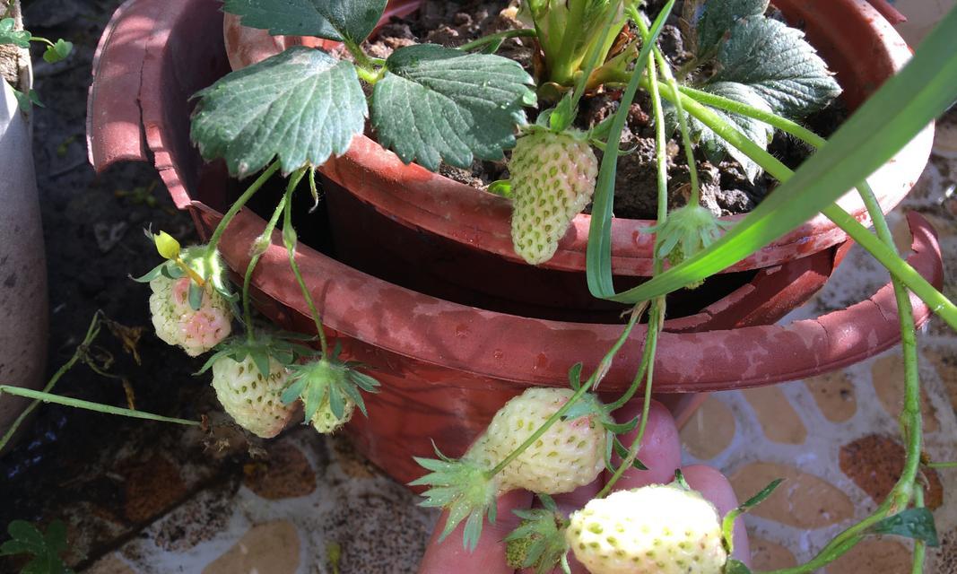 家庭阳台草莓种植指南（阳台小空间也能培育美味草莓，无需出门买草莓，轻松DIY自产自销）