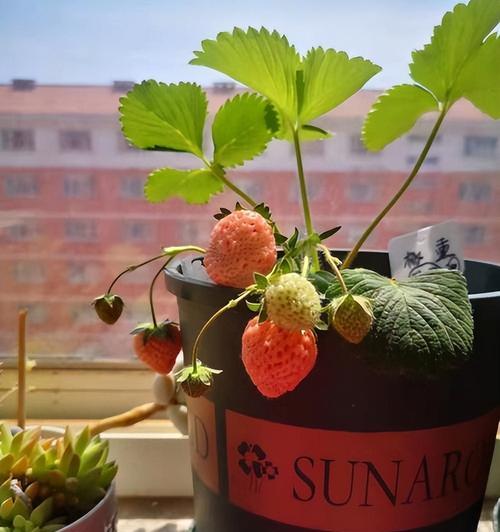 家庭阳台草莓种植指南（阳台小空间也能培育美味草莓，无需出门买草莓，轻松DIY自产自销）