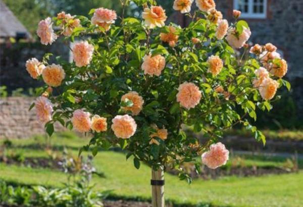 如何种植月季花（花盆种植、土壤配比、阳光灌溉、防虫措施等）