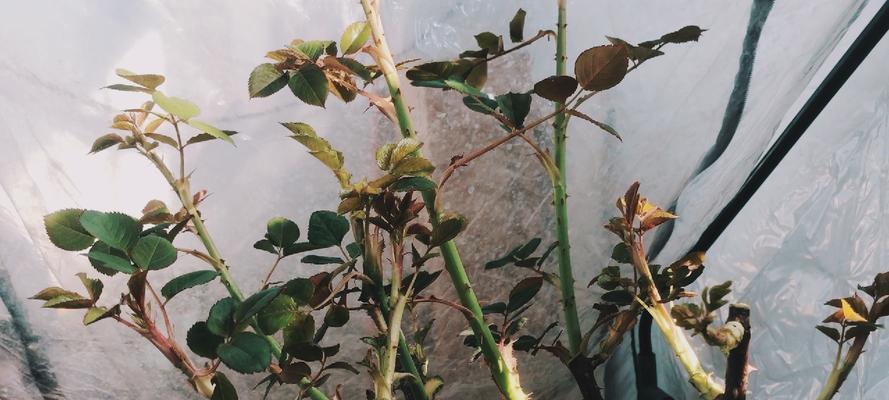 如何种植月季花（花盆种植、土壤配比、阳光灌溉、防虫措施等）