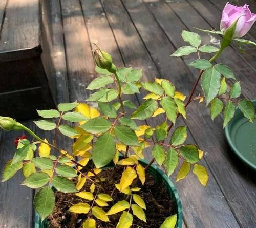 如何种植月季花（花盆种植、土壤配比、阳光灌溉、防虫措施等）