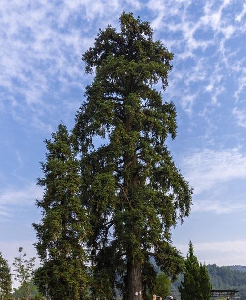 杉树种植技术与管理（从选地到病虫害防治，打造高效杉木林）