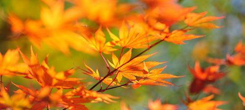 秋天的花，美在深秋（秋花的种类和特点）