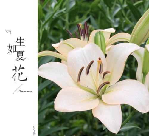 百合花的象征意义（探寻百合花的文化内涵）