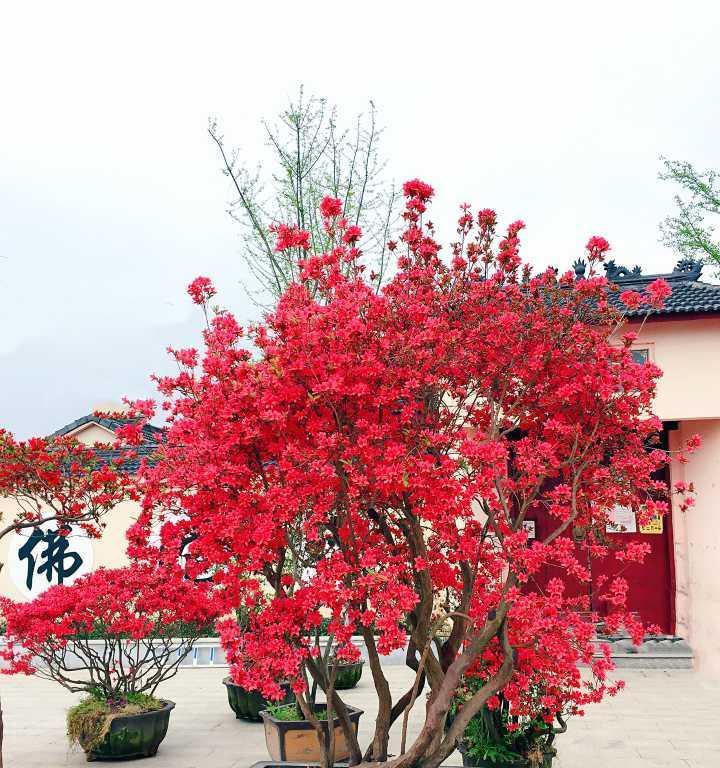 映山红盆景的栽培方法（打造精美盆景，做一个高手）