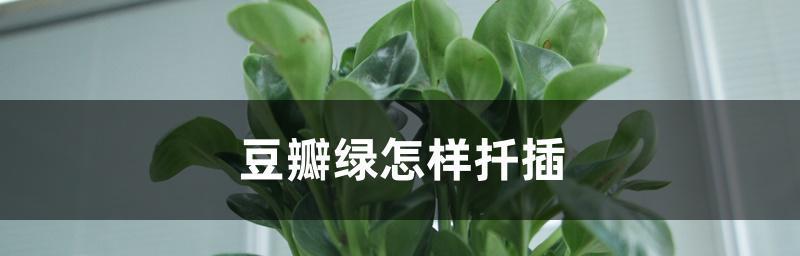 豆瓣绿扦插水培方法（用简单的步骤让豆瓣绿活得更好）