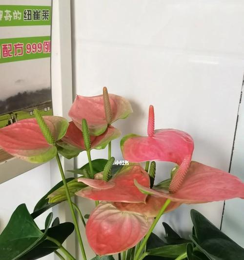养粉掌，一项简单又愉快的绿植养护（适合初学者的养护技巧和经验分享）