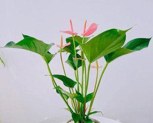 养粉掌，一项简单又愉快的绿植养护（适合初学者的养护技巧和经验分享）