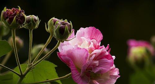 木芙蓉花嫁接繁殖方法（掌握这一技巧，让你的花园更美丽）