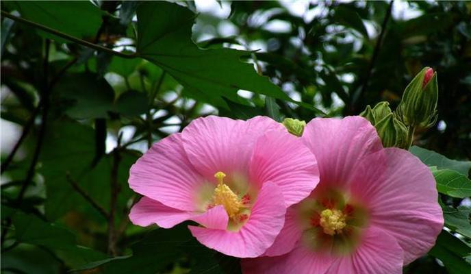 木芙蓉花嫁接繁殖方法（掌握这一技巧，让你的花园更美丽）