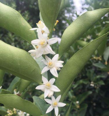 芳香四溢的花朵盘点（探寻世界上最香的花卉品种）