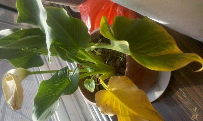 花的叶子发黄怎么办？-8个简单方法让您的花儿恢复生机！