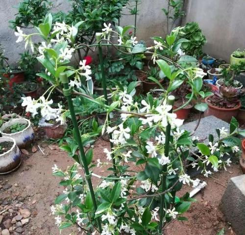 茉莉花盆栽的浇水方法（掌握浇水时间和技巧，让茉莉花健康成长）