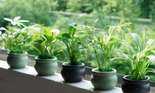 净化空气植物-让家里的空气更健康（使用植物净化家庭空气的好处及常见净化植物种类）