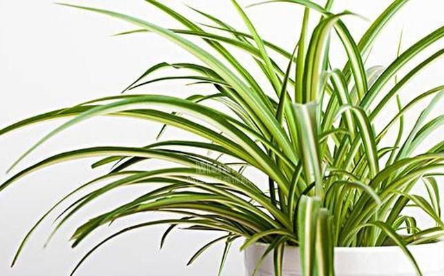 净化空气植物-让家里的空气更健康（使用植物净化家庭空气的好处及常见净化植物种类）