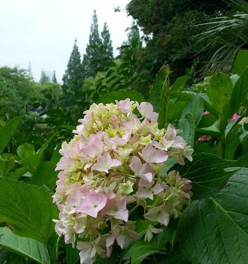 八仙花的花期及种植方法（了解八仙花的花期，打造美丽花园）