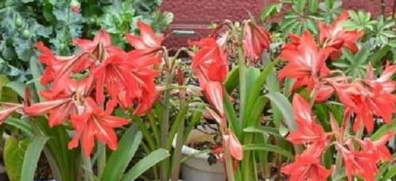 鹤顶红花的种植与养护（了解如何让鹤顶红花健康茁壮生长）