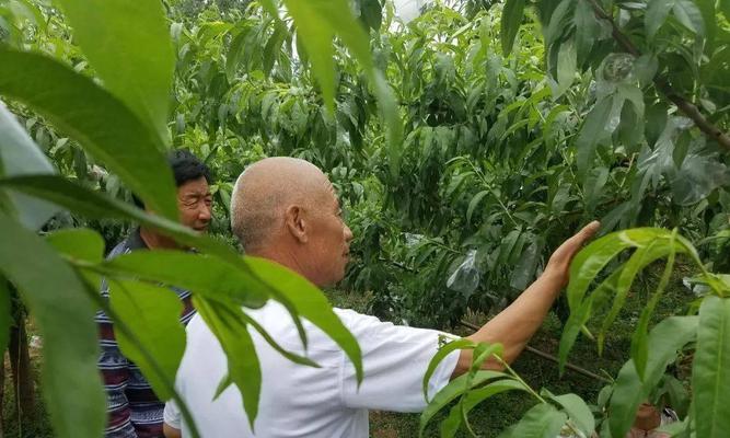 种植美味可口的桃树（掌握几招让你轻松实现丰收梦想）