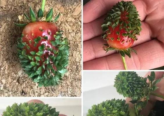 草莓发芽后的养护（保证草莓的健康生长）