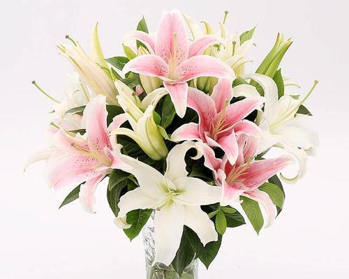 百合花的寓意及象征意义（探寻百合花代表的意义和象征性意义）