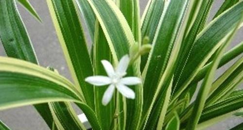 探秘吊兰——品种繁多的居家绿植（从常见到罕见，了解吊兰的各种类型）