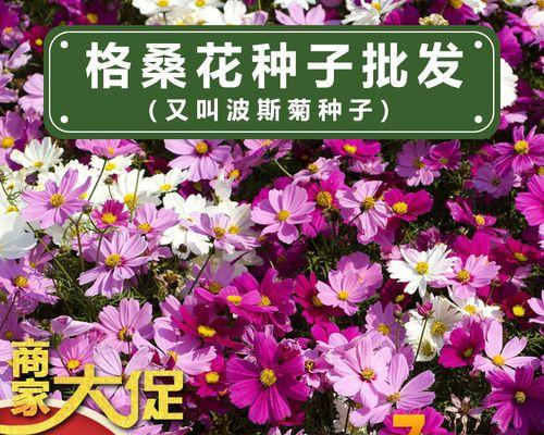 波斯菊种子的种植方法（打造丰富多彩的花园，从波斯菊开始）