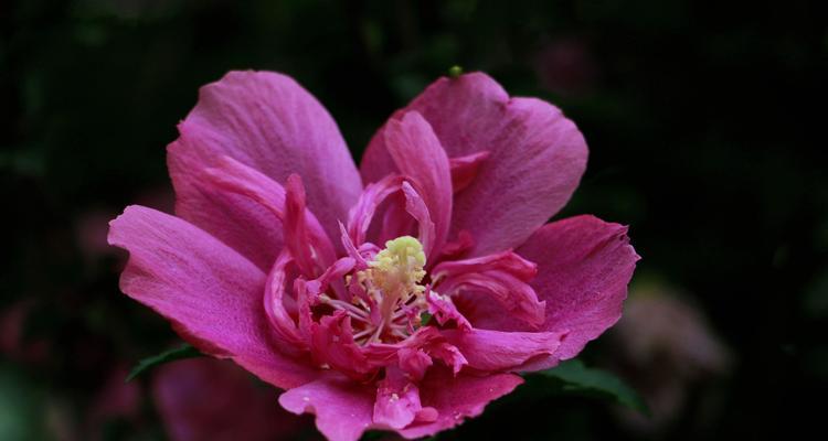 木槿花期——盛夏时节的美丽风景（探秘木槿花开的时间、品种和观赏技巧）