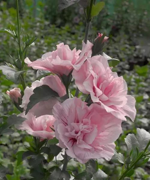 木槿花期——盛夏时节的美丽风景（探秘木槿花开的时间、品种和观赏技巧）