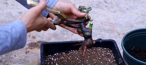 月季花繁殖的技巧（如何让月季花快速繁殖？）