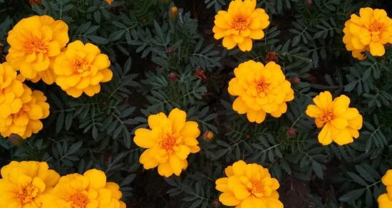孔雀草鲜切花养护指南（从选购到摆放，让孔雀草鲜花更持久）